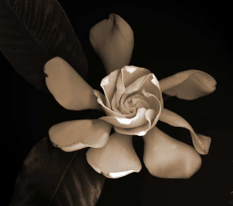 gardeniasepia.jpg