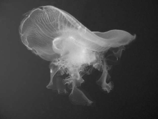 jellyfish3bw.jpg