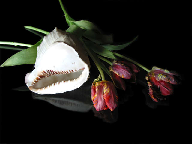 tulipshelmetshell.jpg